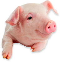 pig